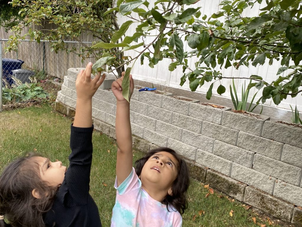 Two young girls stretching to pick apples from a tree, surrounded by lush green leaves and bright sunlight.